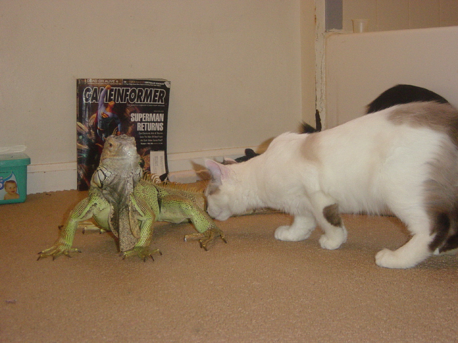 my kitten Mitzu smelling Lizzy