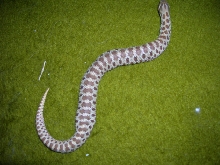 hognose with garter inside