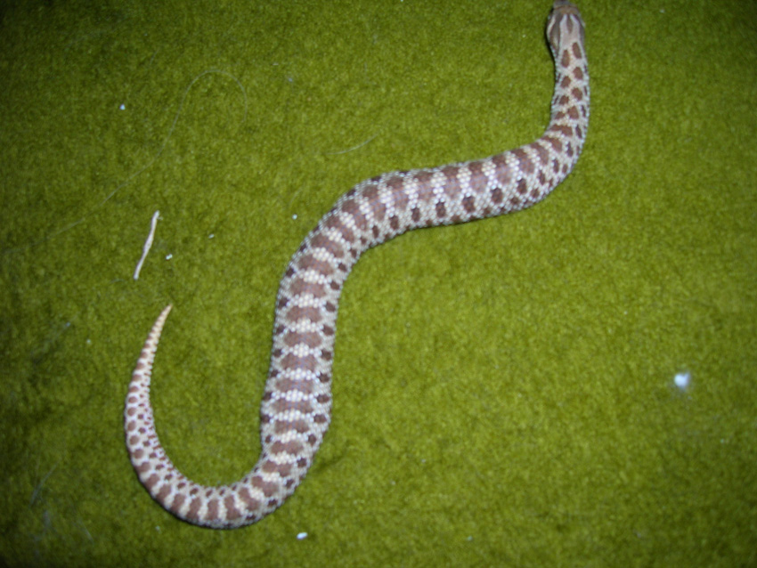hognose with garter inside
