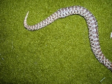 hognose with garter inside