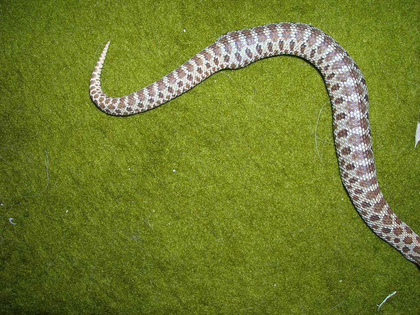 hognose with garter inside