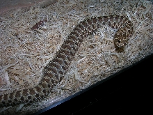 hognose with garter inside