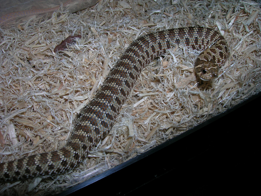 hognose with garter inside