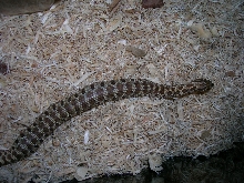 hognose with garter inside
