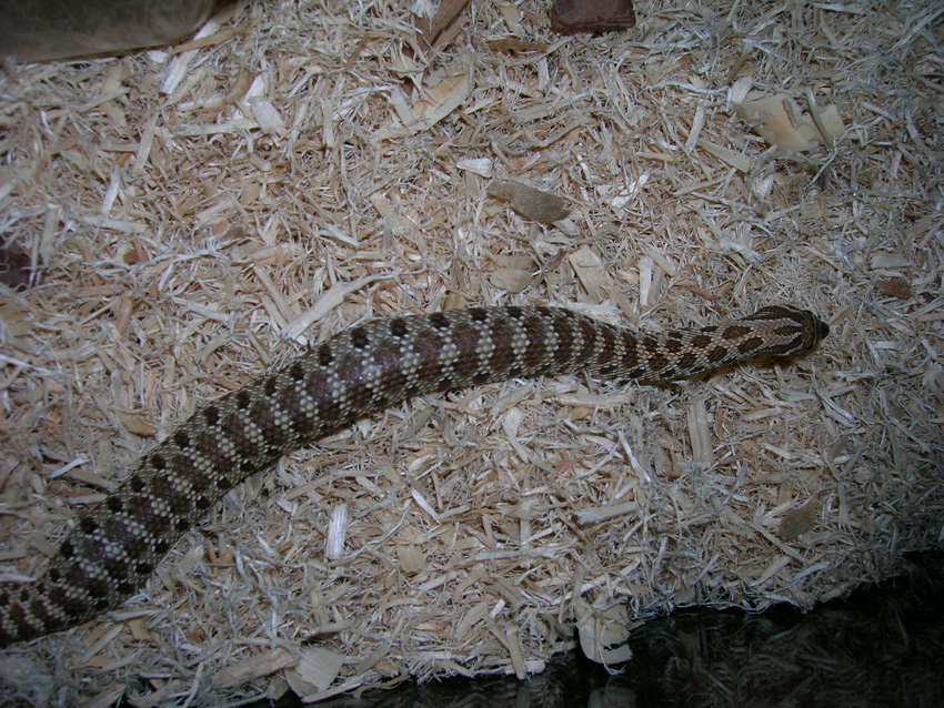 hognose with garter inside