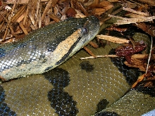 female anaconda