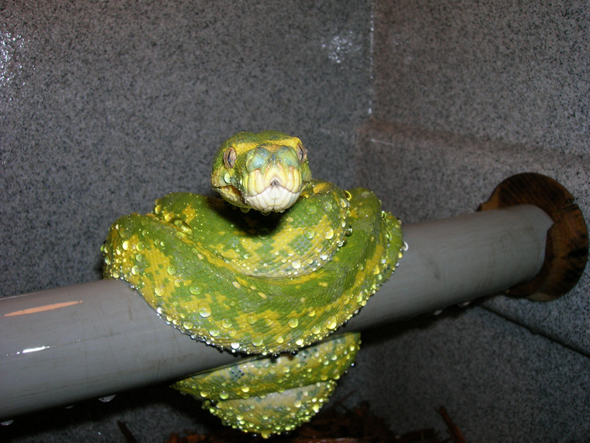 male biak