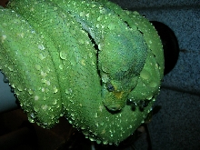 female biak in shed