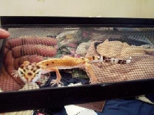My lep gecko