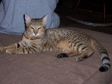 female cheetoh kenya