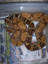 strange boa