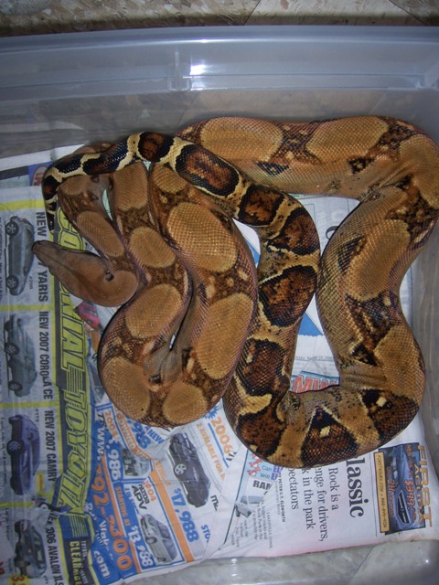 strange boa