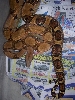 strange boa