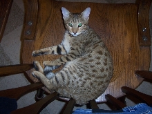 female cheetoh