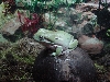 dumpy tree frog