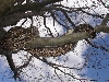 ed tree sky