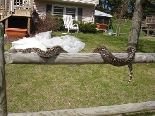ed fence