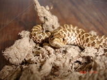 Wilbur