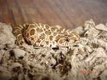 Wilbur again