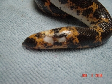 sahara sand boa injury