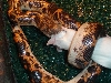 saharan sand boa