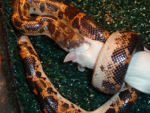 saharan sand boa