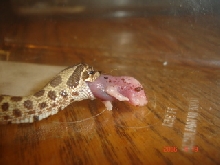 Suey eating a scented pink
