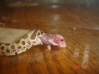 Suey eating a scented pink