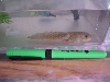 tadpole