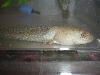 tadpole....know wut kind?