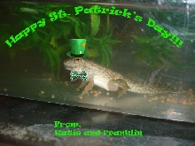 st patricks day