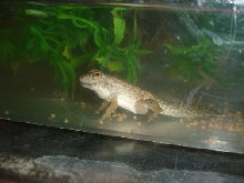 franklin 3/17/06