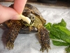 igor eating