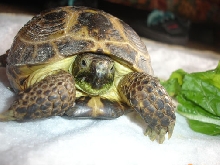 Igor the Russian Tortoise