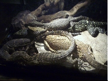 my varanids