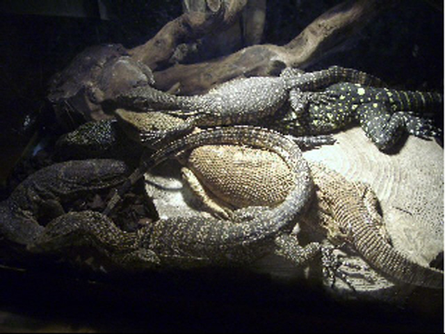 my varanids