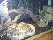 my varanids