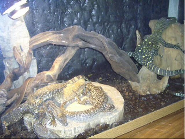 my varanids