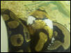 pied ball breeding