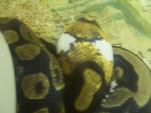 pied ball breeding