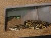 Loki2