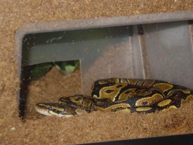 Loki2