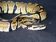 Harriet