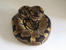 Maritza
