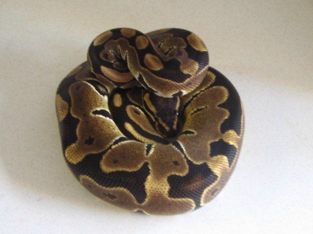 Maritza