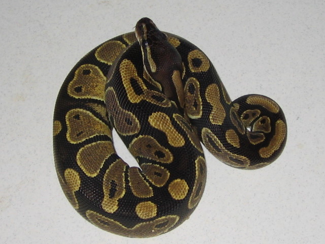Zuli