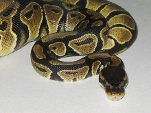 Zuli