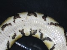 YB 2