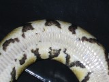YB 2