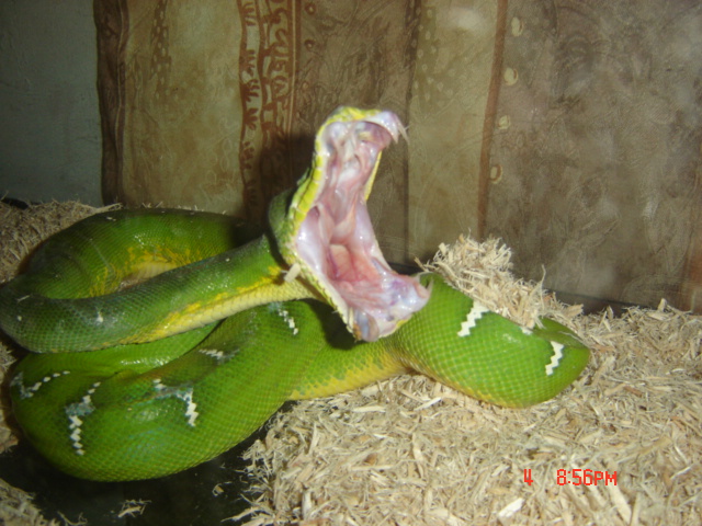 Snakes mouth